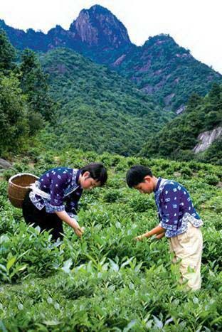 黃山毛峰價(jià)格走低.jpg